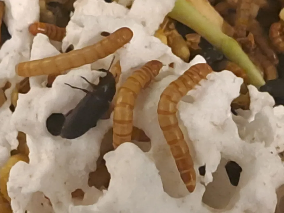 Tenebrio molitor larvae and adult beetles among pieces of polystyrene