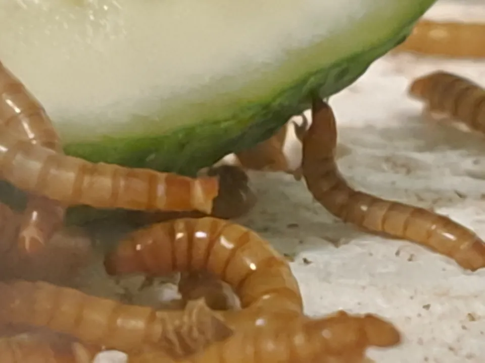 Tenebrio molitor larvae around a slice of vegetable