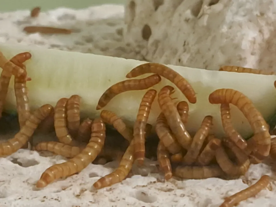 Numerous Tenebrio molitor larvae on a vegetable slice and polystyrene