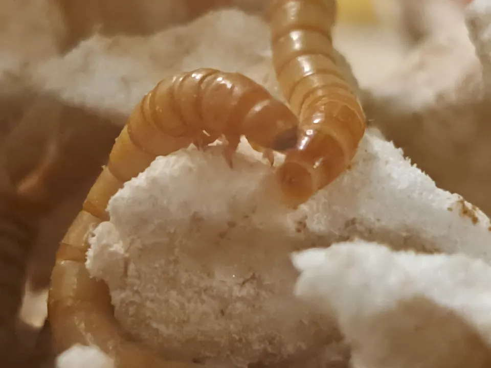 Close-up of Tenebrio molitor larvae on a piece of polystyrene